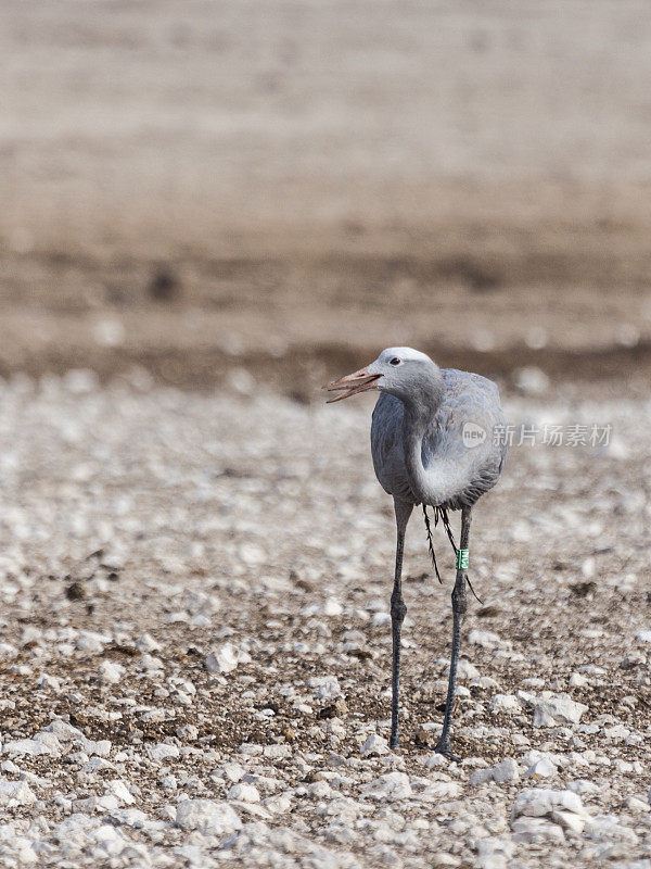 蓝鹤，天堂类人;Etosha N.P，纳米比亚，非洲